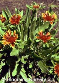 Gaillardia g. 'Baby Cole'